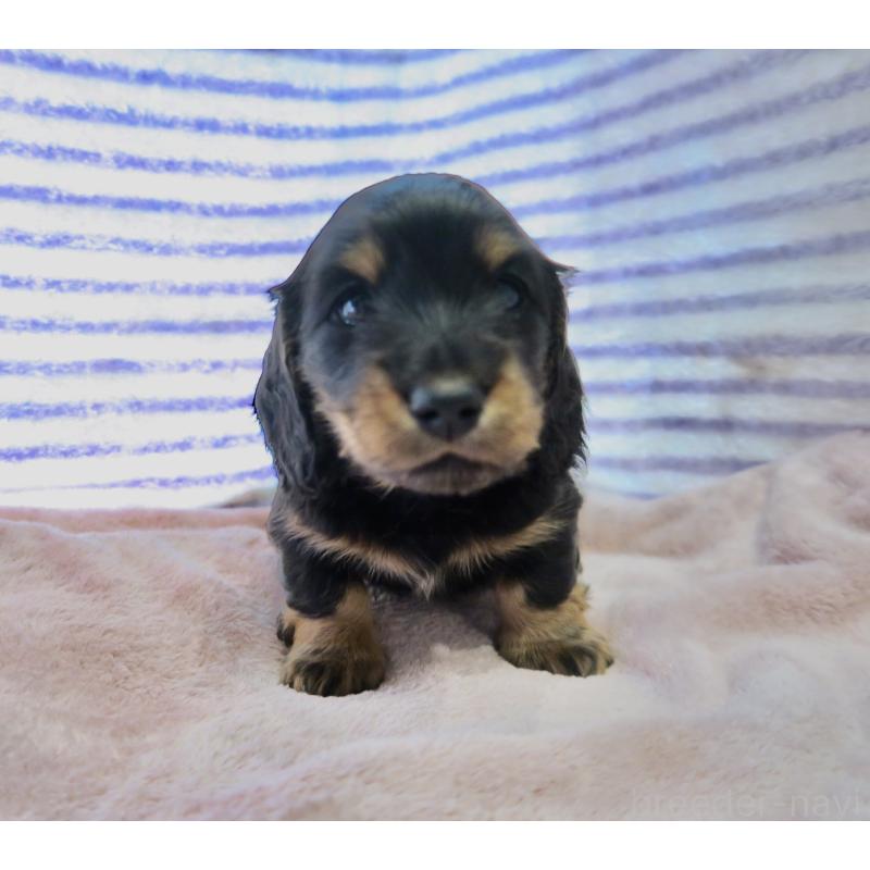 販売中の大阪府のミニチュアダックスフンド(ロングヘアード)-437157の4枚目