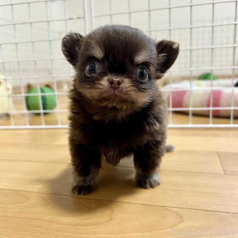 販売中の香川県のチワワ(ロングコート)-437158の3枚目