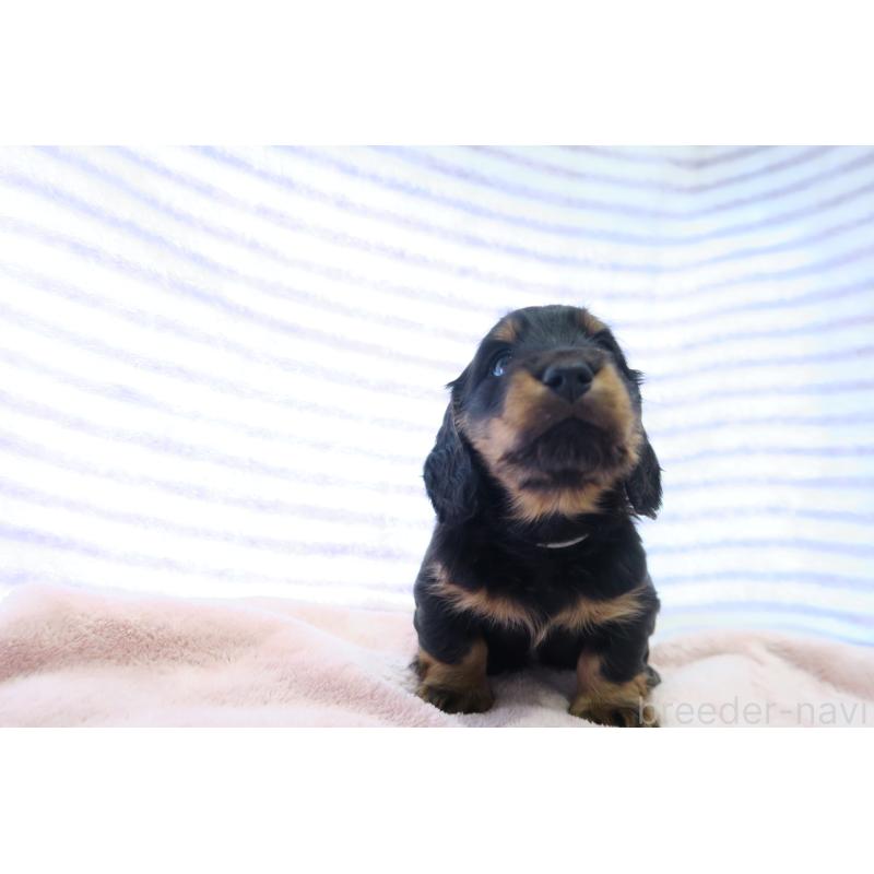 販売中の大阪府のミニチュアダックスフンド(ロングヘアード)-437157の3枚目