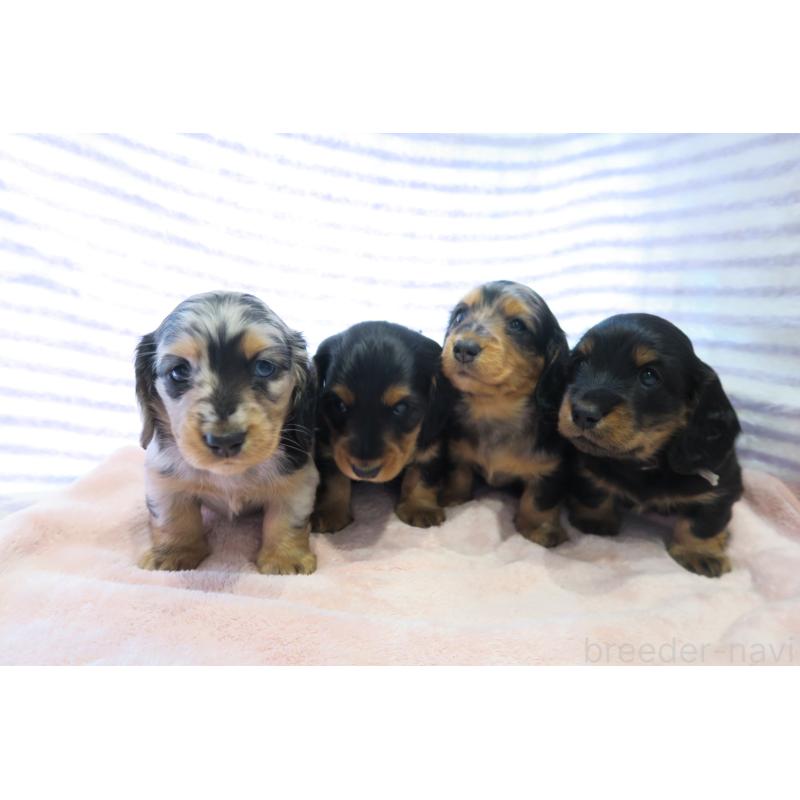 販売中の大阪府のミニチュアダックスフンド(ロングヘアード)-437157の2枚目