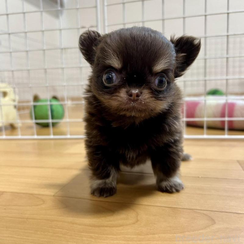 販売中の香川県のチワワ(ロングコート)-437158の2枚目