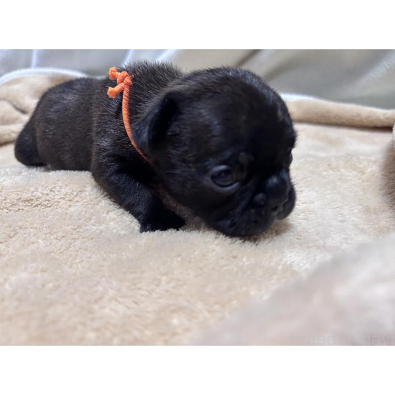 販売中の三重県のフレンチブルドッグ-437160