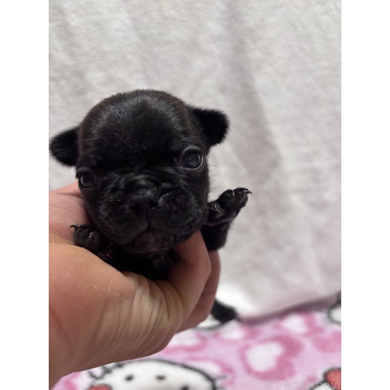 販売中の三重県のフレンチブルドッグ-437160の5枚目