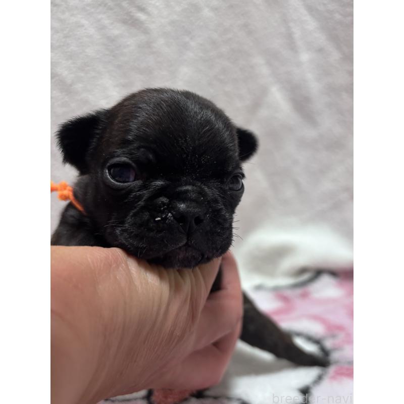 販売中の三重県のフレンチブルドッグ-437160の3枚目