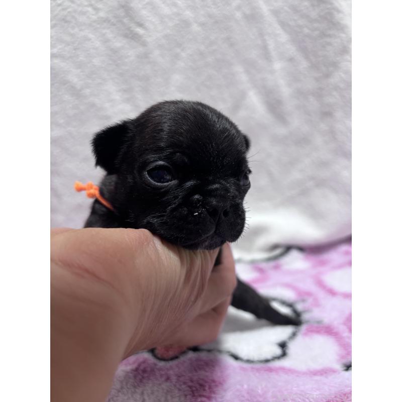 販売中の三重県のフレンチブルドッグ-437160の2枚目