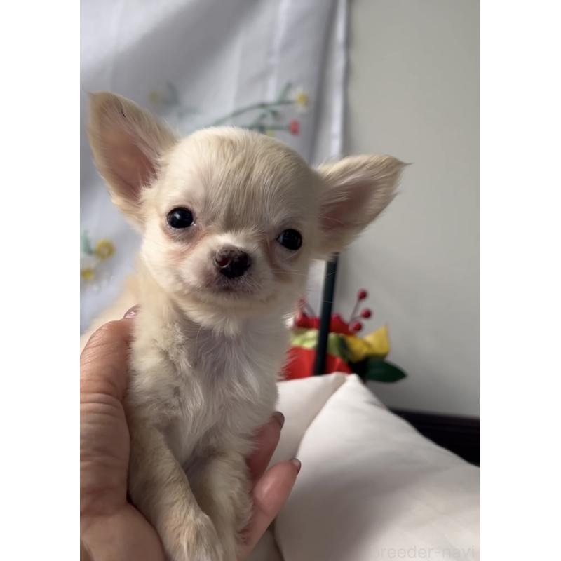 販売中の福岡県のチワワ(ロングコート)-432596の3枚目