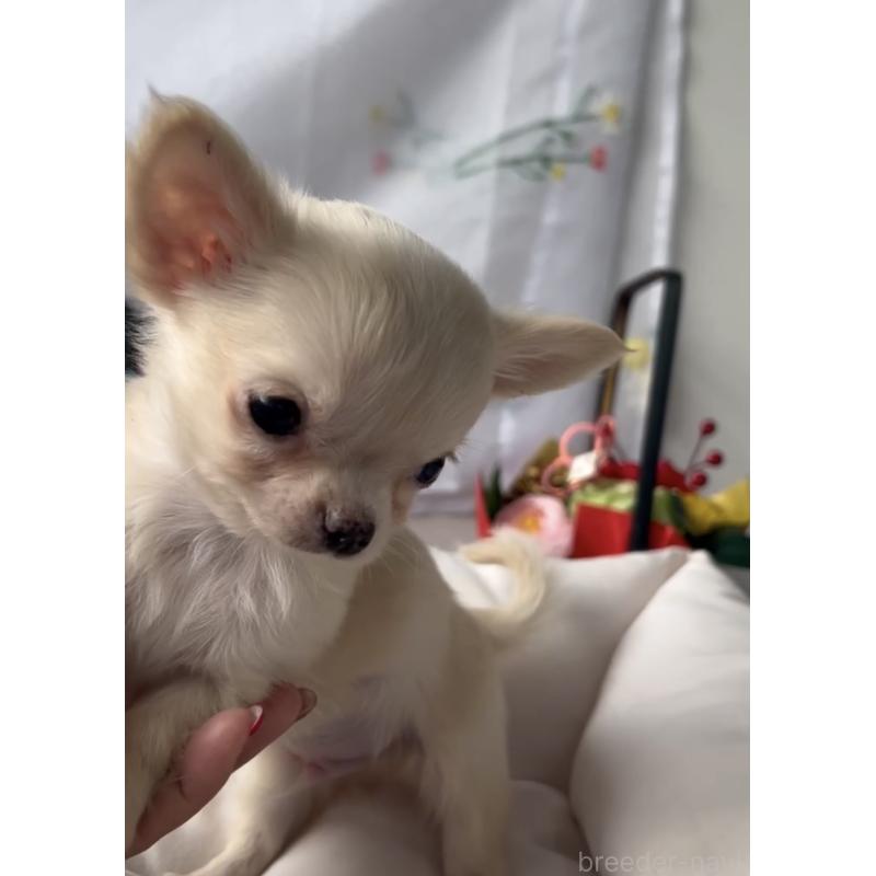 販売中の福岡県のチワワ(ロングコート)-432596の2枚目