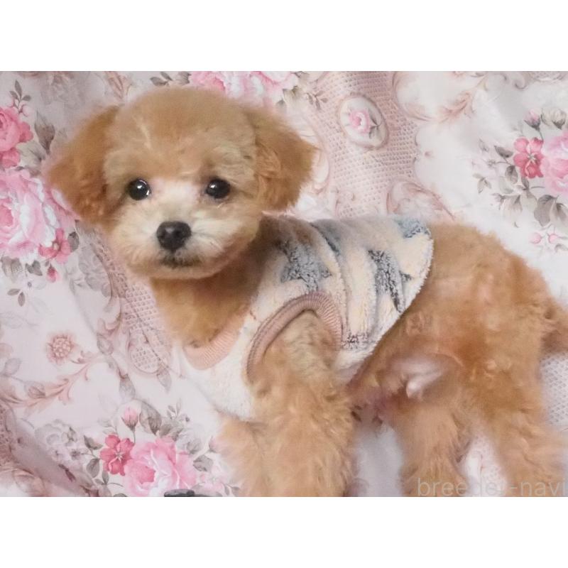 販売中の岡山県のミックス犬-437162の2枚目