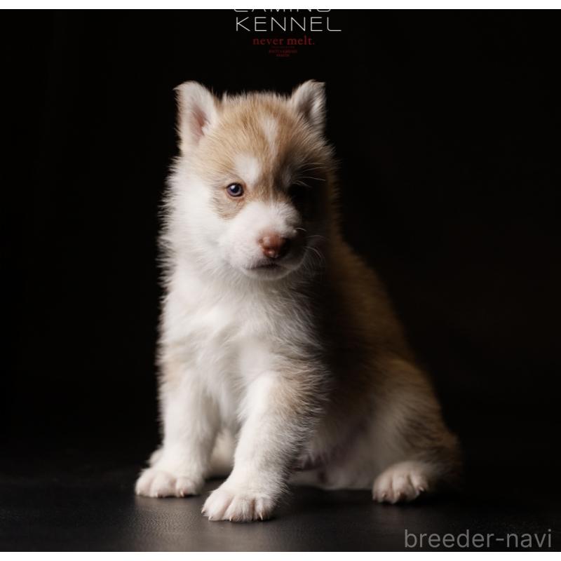 販売中の北海道のシベリアンハスキー-437161の4枚目