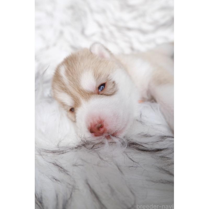 販売中の北海道のシベリアンハスキー-437161の3枚目