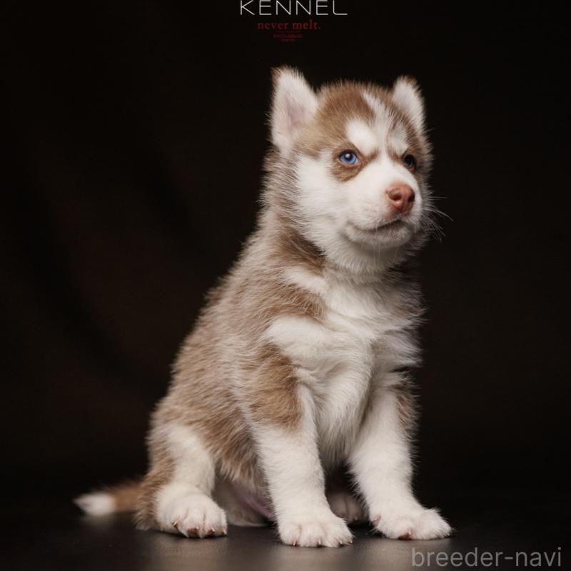 商談中の北海道のシベリアンハスキー-437163の1枚目