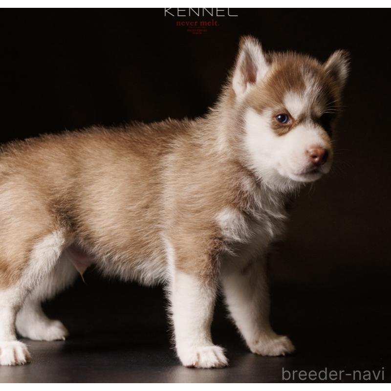 商談中の北海道のシベリアンハスキー-437163の4枚目