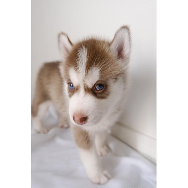 商談中の北海道のシベリアンハスキー-437163の3枚目