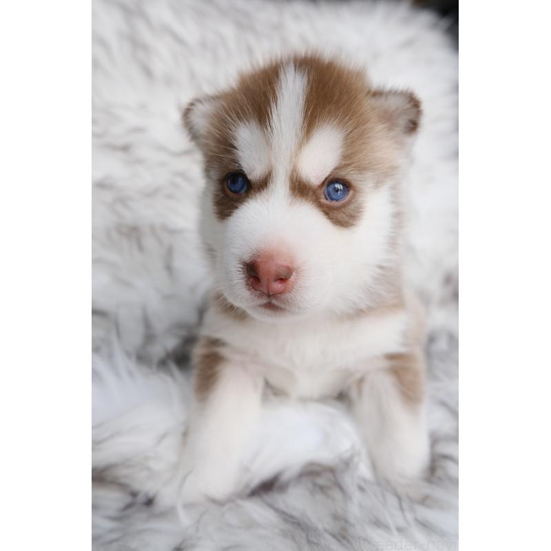 商談中の北海道のシベリアンハスキー-437163の2枚目