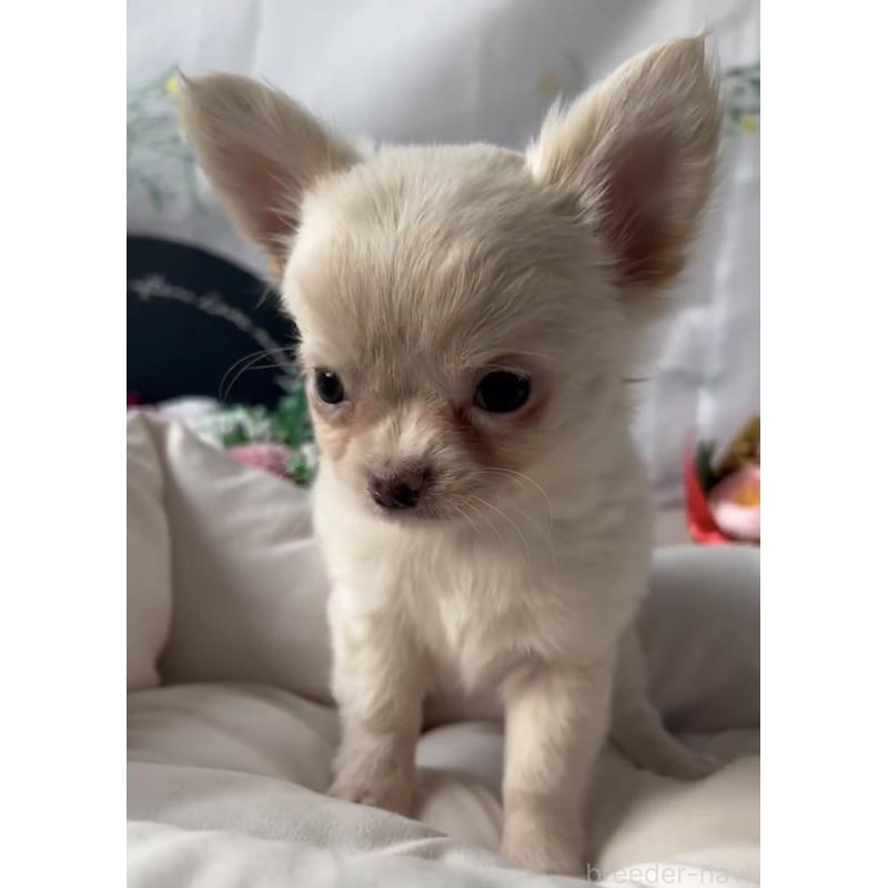 販売中の福岡県のチワワ(ロングコート)-432594の5枚目