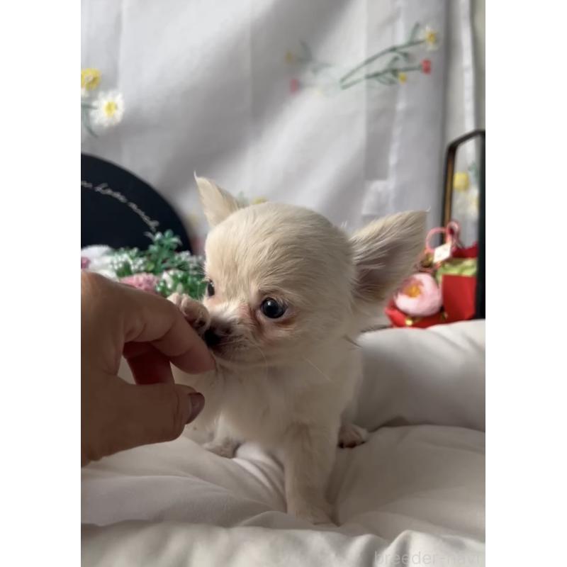 販売中の福岡県のチワワ(ロングコート)-432594の4枚目