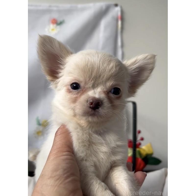 販売中の福岡県のチワワ(ロングコート)-432594の3枚目