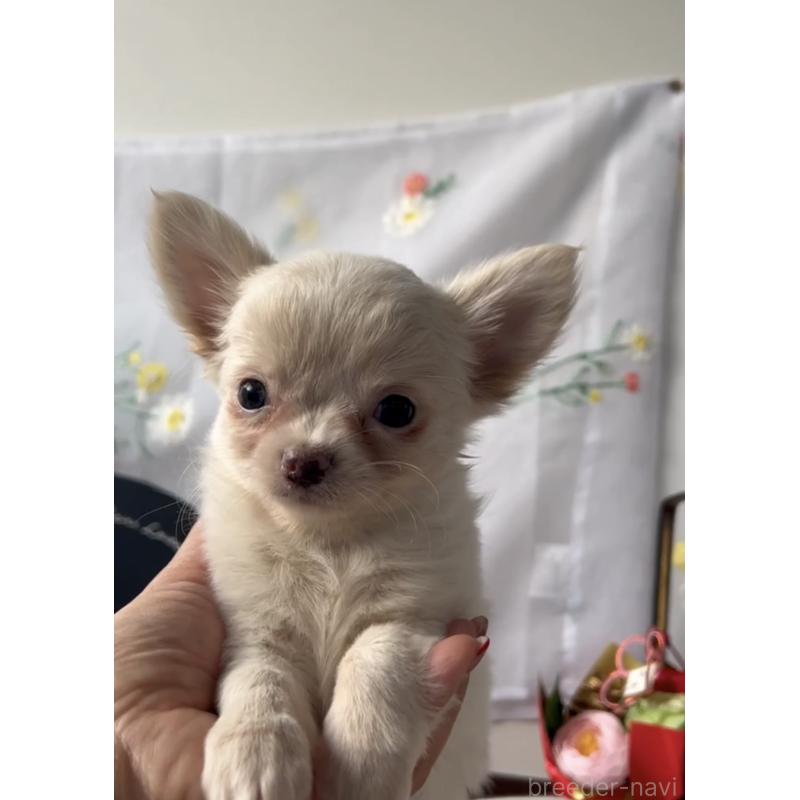 販売中の福岡県のチワワ(ロングコート)-432594の2枚目