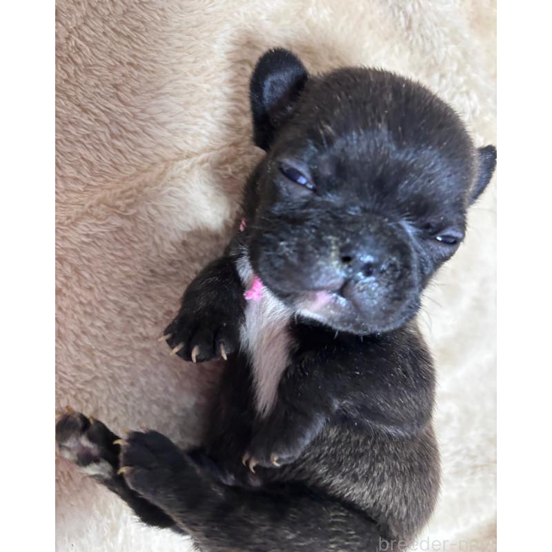 販売中の三重県のフレンチブルドッグ-437164の5枚目