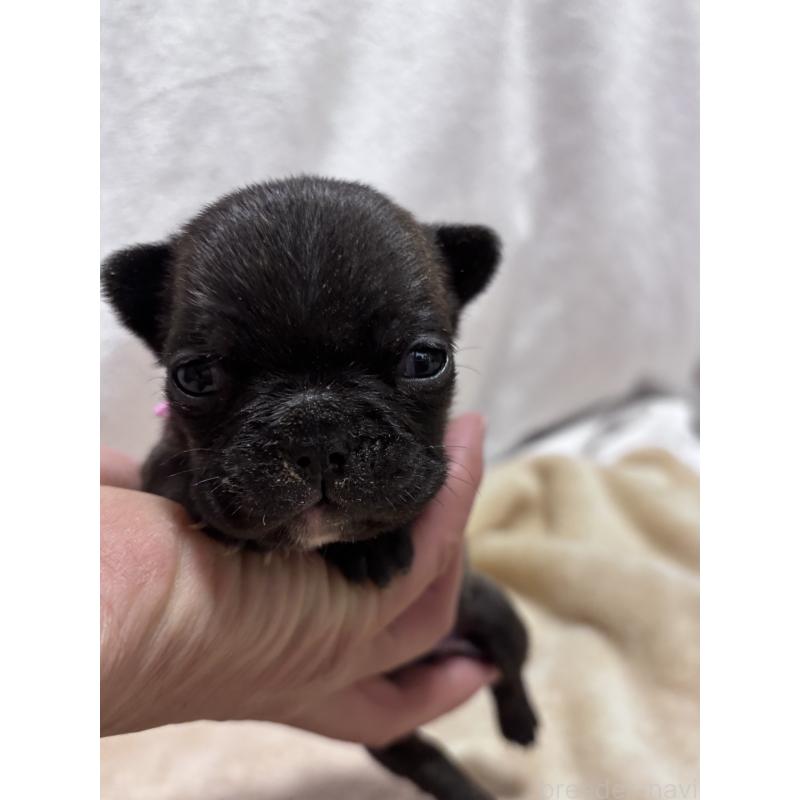 販売中の三重県のフレンチブルドッグ-437164