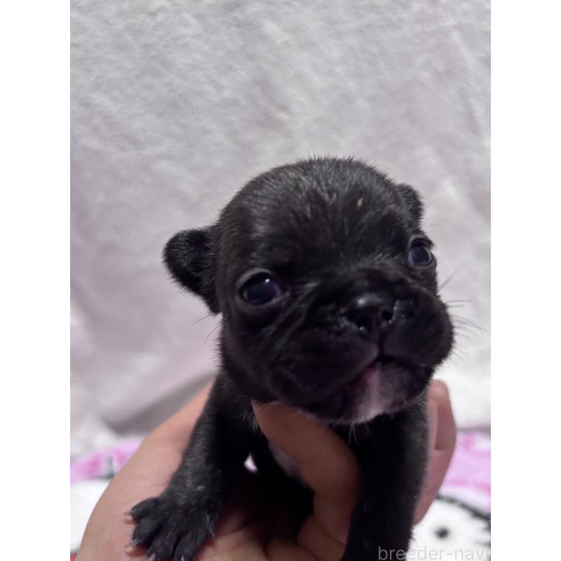 販売中の三重県のフレンチブルドッグ-437164の3枚目