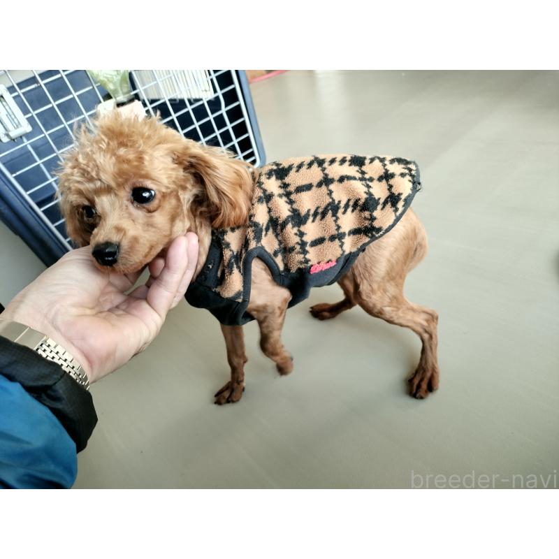 販売中の鹿児島県のタイニープードル-437167の10枚目
