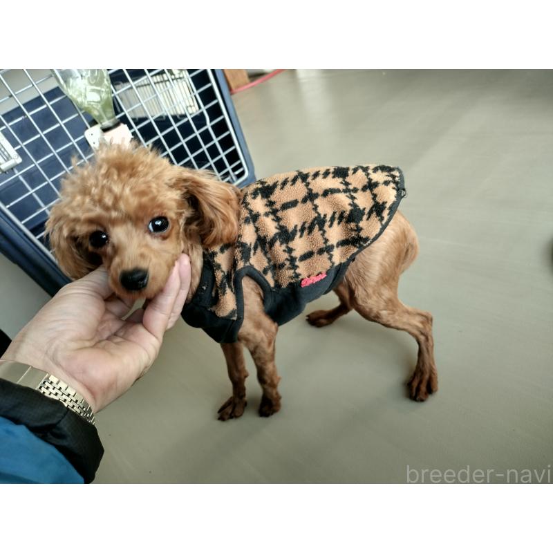 販売中の鹿児島県のタイニープードル-437167の9枚目