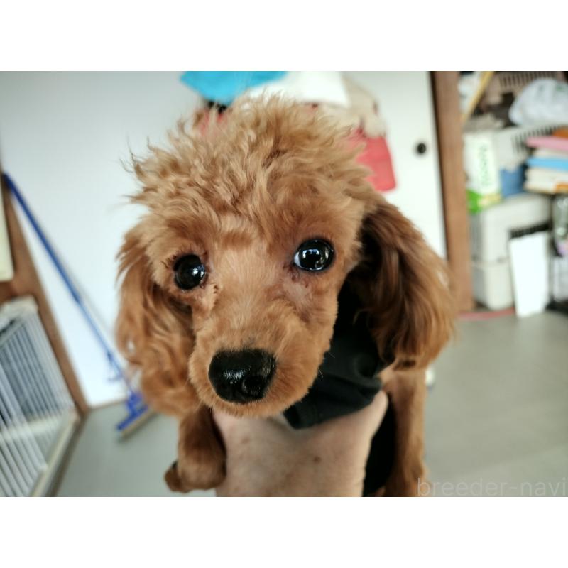 販売中の鹿児島県のタイニープードル-437167の4枚目