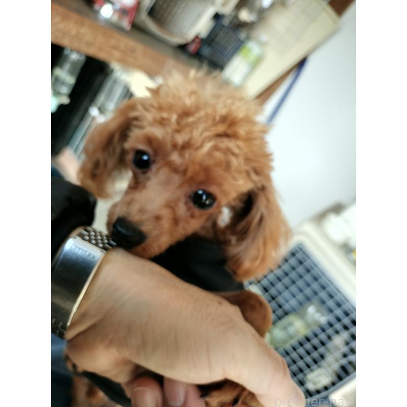 販売中の鹿児島県のタイニープードル-437167の3枚目