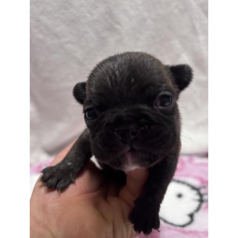 販売中の三重県のフレンチブルドッグ-437164の2枚目