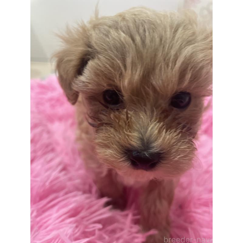 販売中の福岡県のミックス犬-437165の3枚目