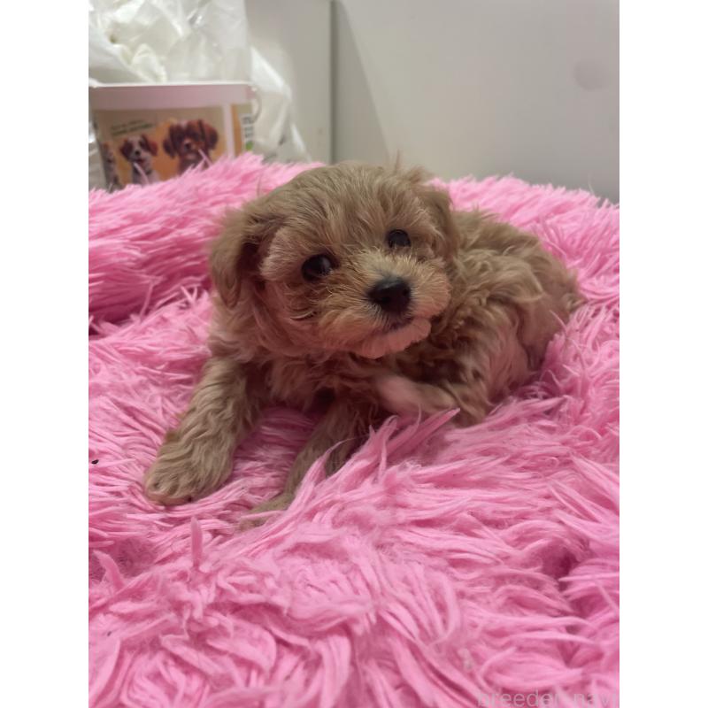 販売中の福岡県のミックス犬-437165の2枚目