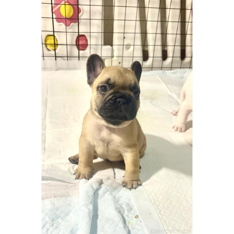 販売中の愛知県のフレンチブルドッグ-437166の5枚目