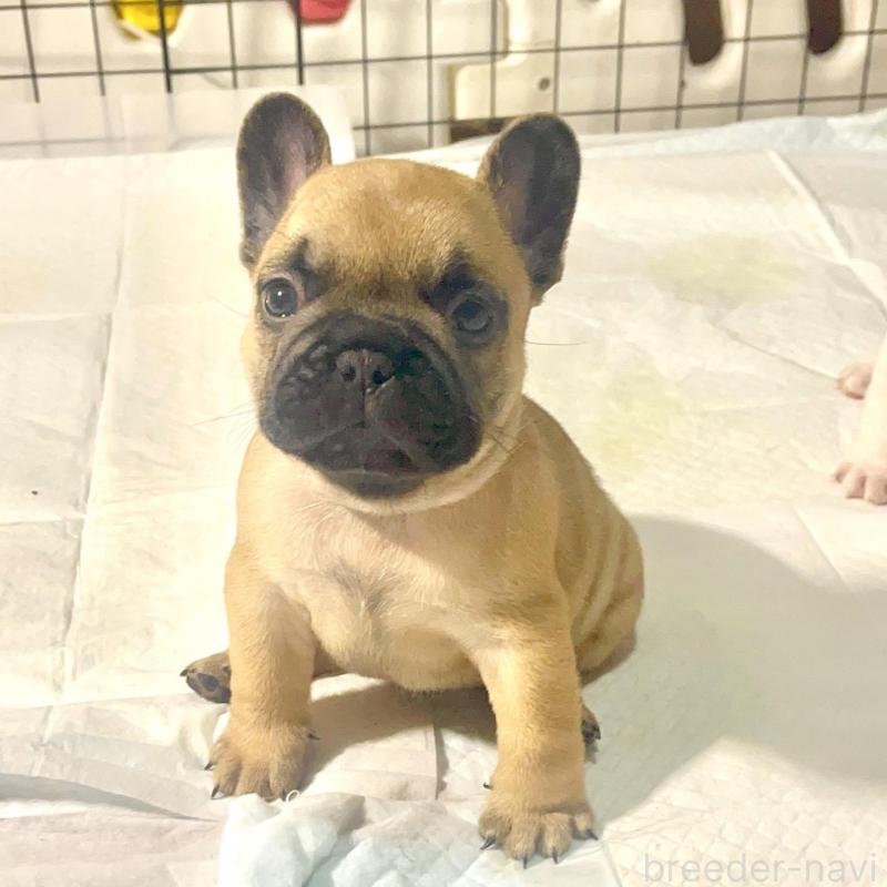 販売中の愛知県のフレンチブルドッグ-437166の4枚目