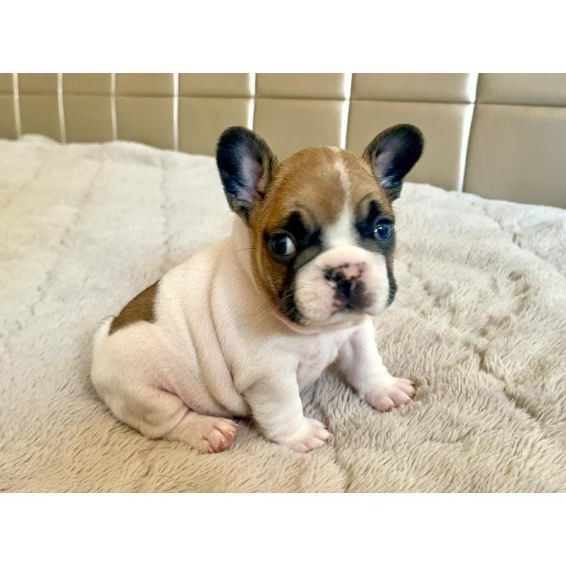 販売中の愛知県のフレンチブルドッグ-437168の3枚目
