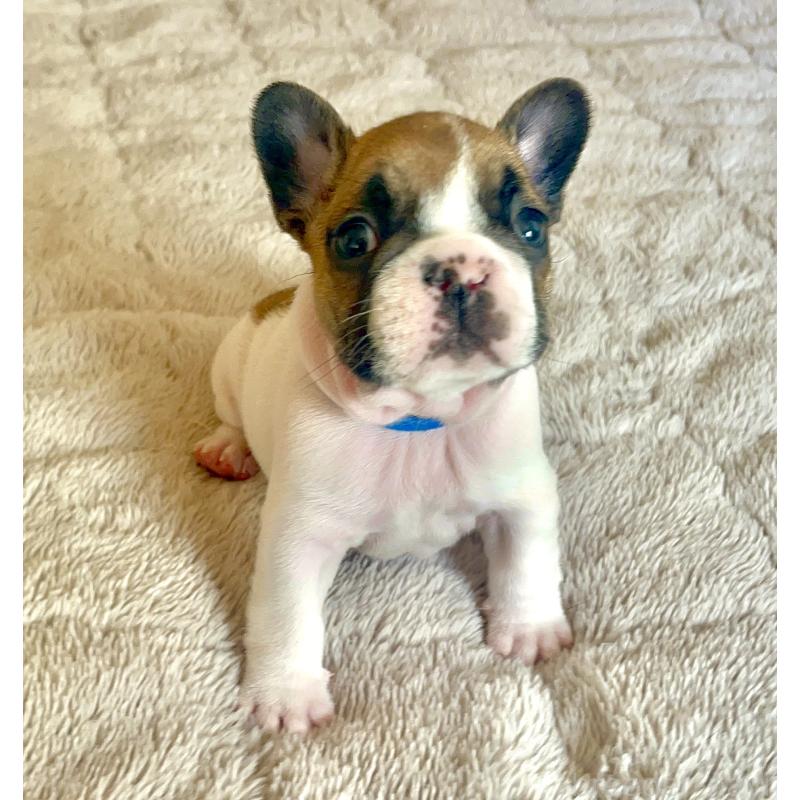 販売中の愛知県のフレンチブルドッグ-437168の2枚目