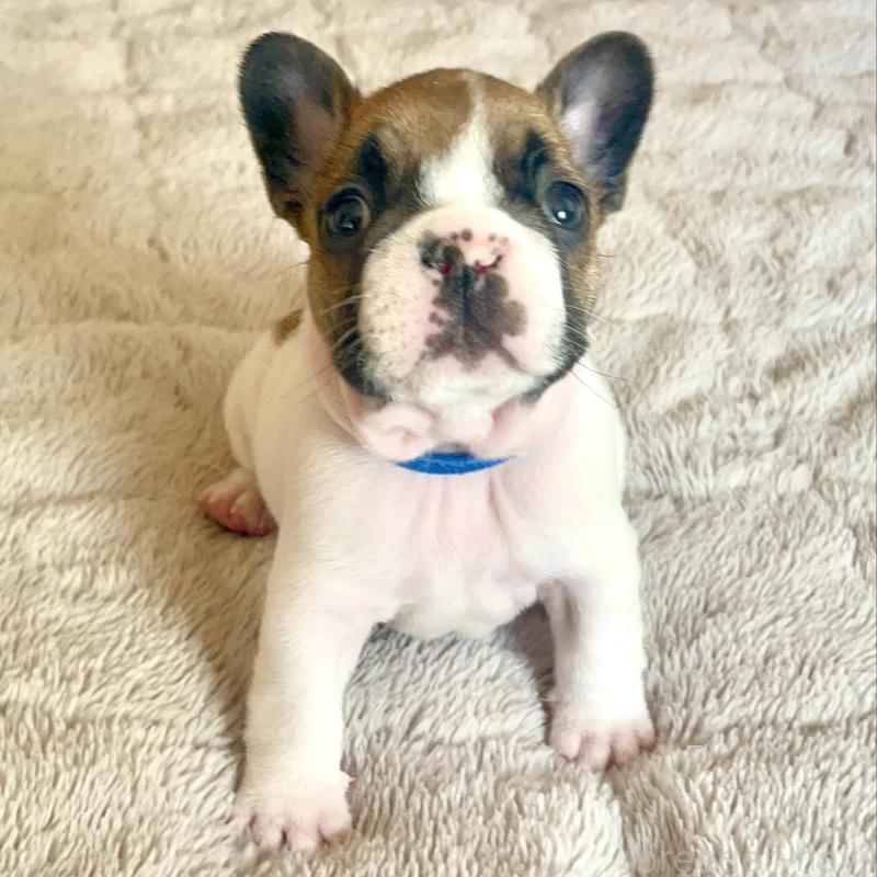 販売中の愛知県のフレンチブルドッグ-437168