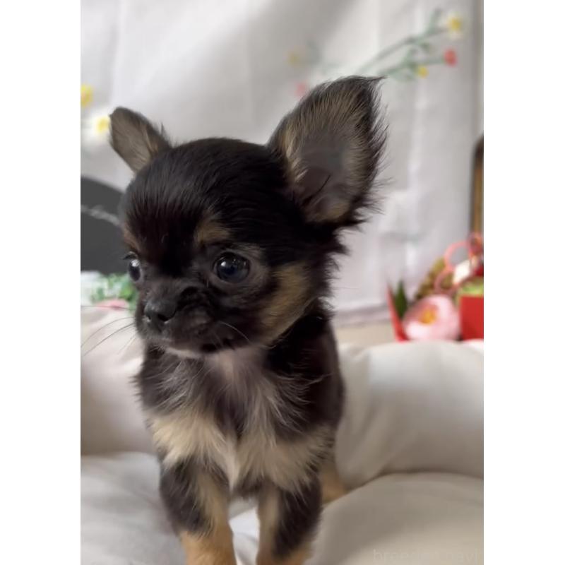 商談中の福岡県のチワワ(ロングコート)-432590の7枚目