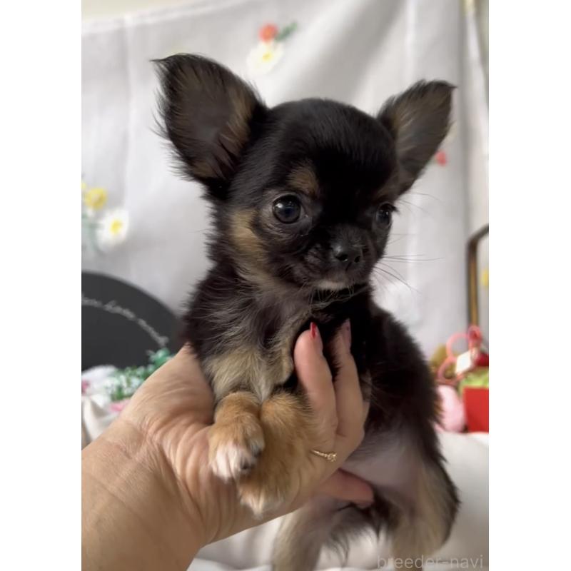 商談中の福岡県のチワワ(ロングコート)-432590の6枚目