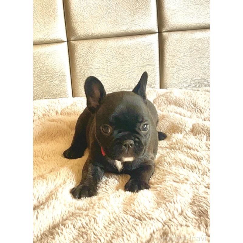 販売中の愛知県のフレンチブルドッグ-437169の2枚目
