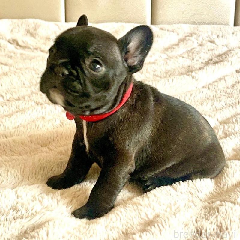 販売中の愛知県のフレンチブルドッグ-437169の1枚目