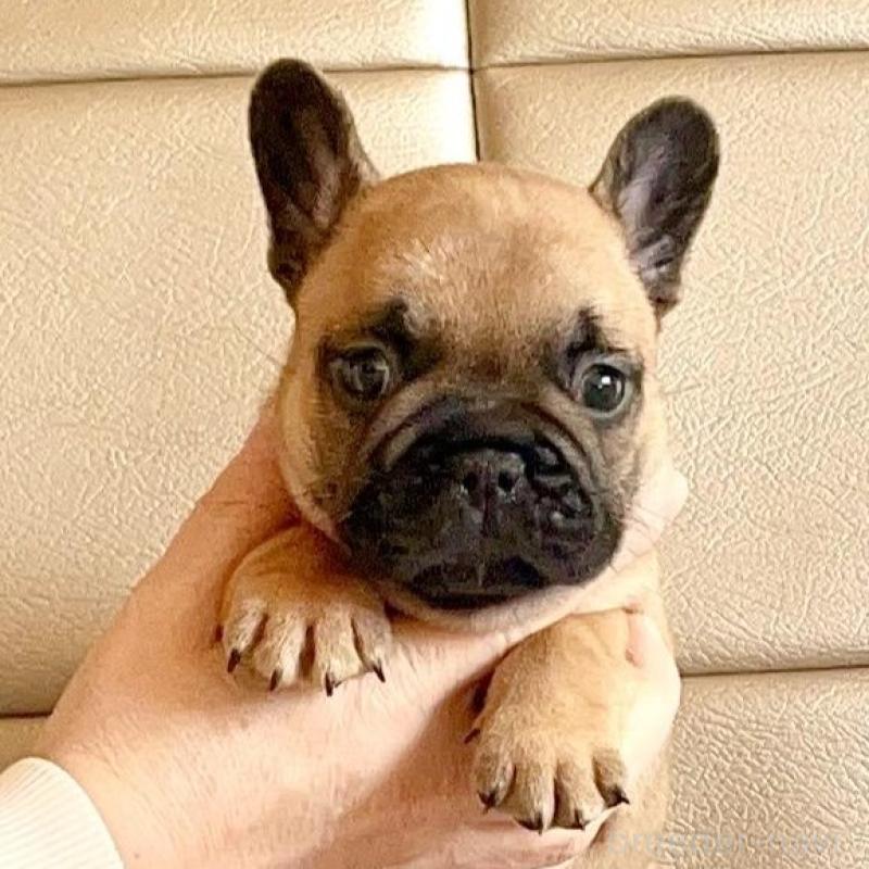販売中の愛知県のフレンチブルドッグ-437166の1枚目