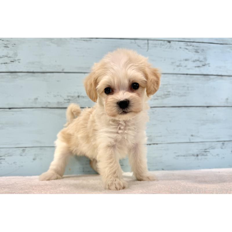 販売中の千葉県のマルプー:マルチーズ×トイプードル-436205の12枚目