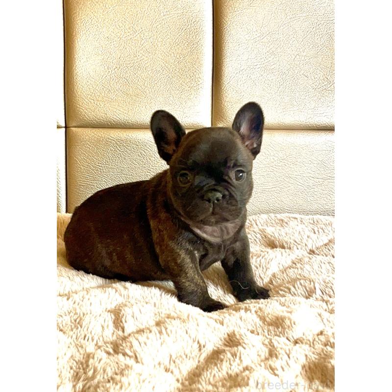 販売中の愛知県のフレンチブルドッグ-437170の2枚目