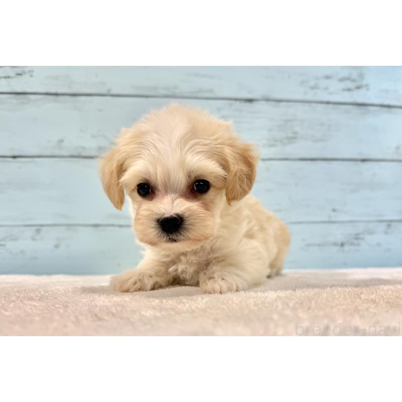 販売中の千葉県のマルプー:マルチーズ×トイプードル-436205の11枚目