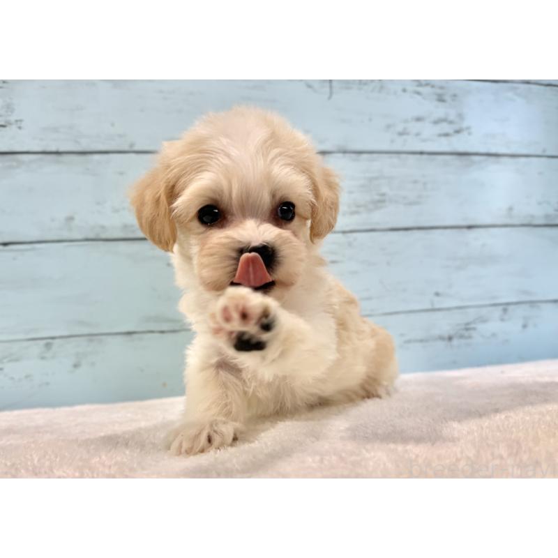 販売中の千葉県のマルプー:マルチーズ×トイプードル-436205の10枚目