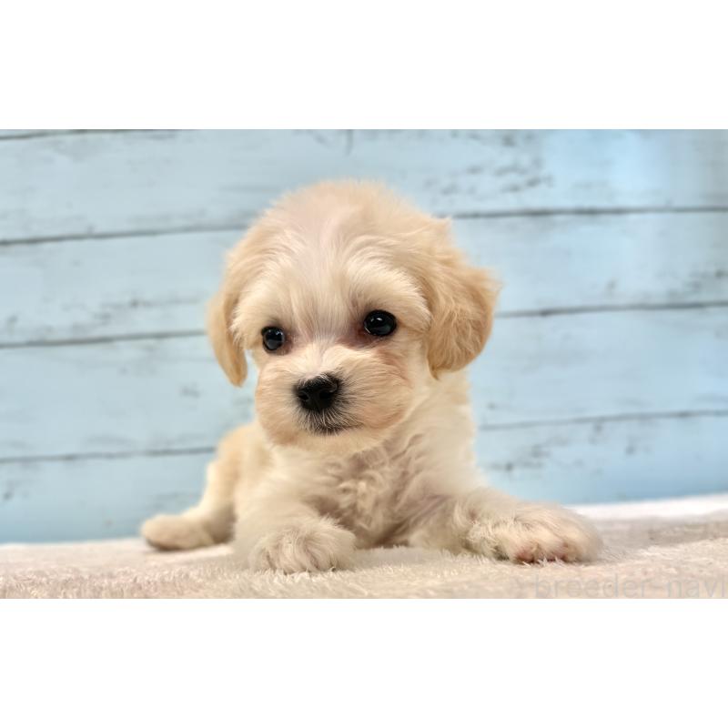 販売中の千葉県のマルプー:マルチーズ×トイプードル-436205の9枚目