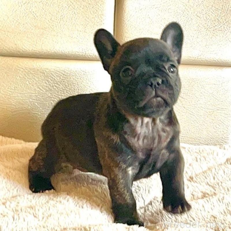 販売中の愛知県のフレンチブルドッグ-437170