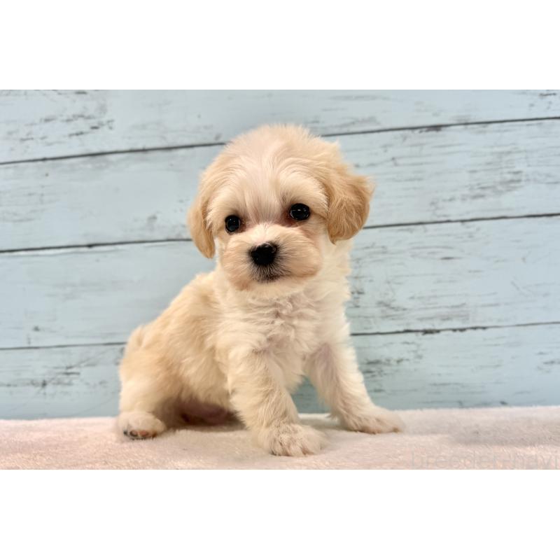 販売中の千葉県のマルプー:マルチーズ×トイプードル-436205の8枚目