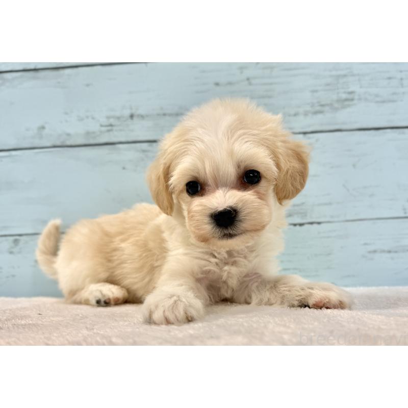 販売中の千葉県のマルプー:マルチーズ×トイプードル-436205の7枚目